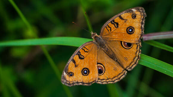 Imagem de Junonia almana Linnaeus 1758