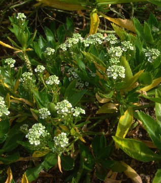 Image of Peppercresses