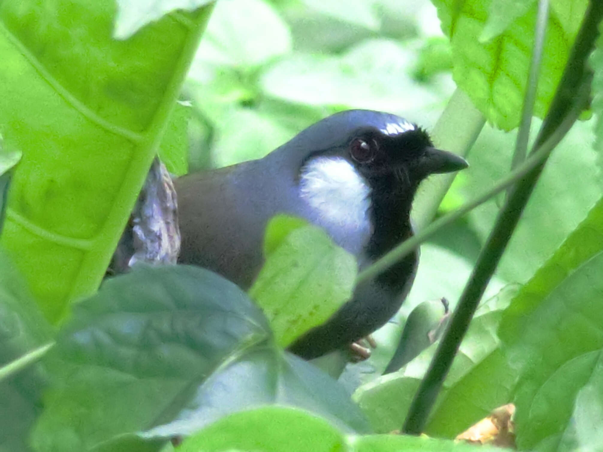 Image of Garrulax chinensis