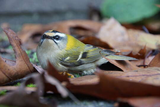 Image of Common Firecrest