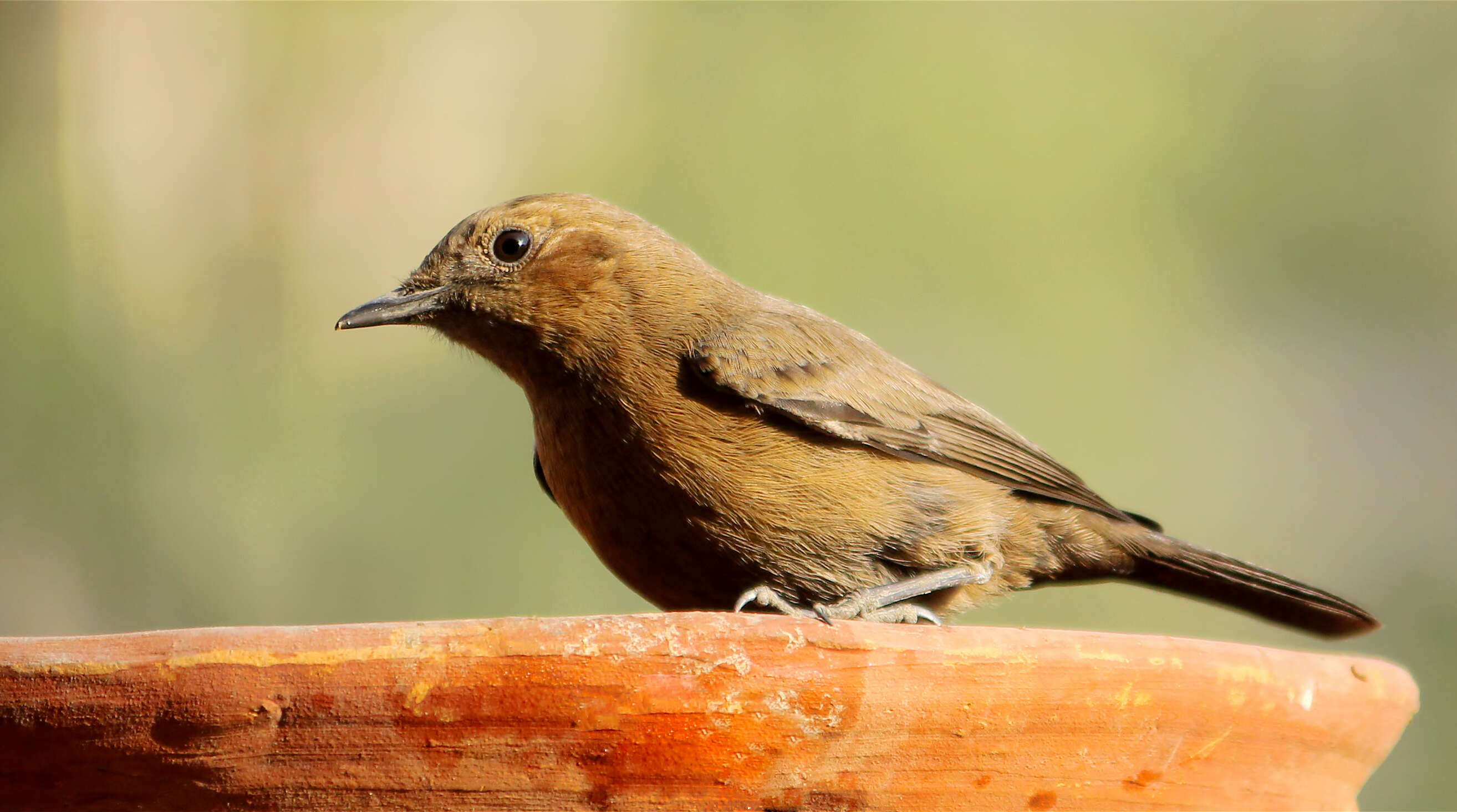 Image of Brown Rock Chat