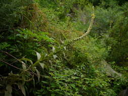 Image of Great Mullein