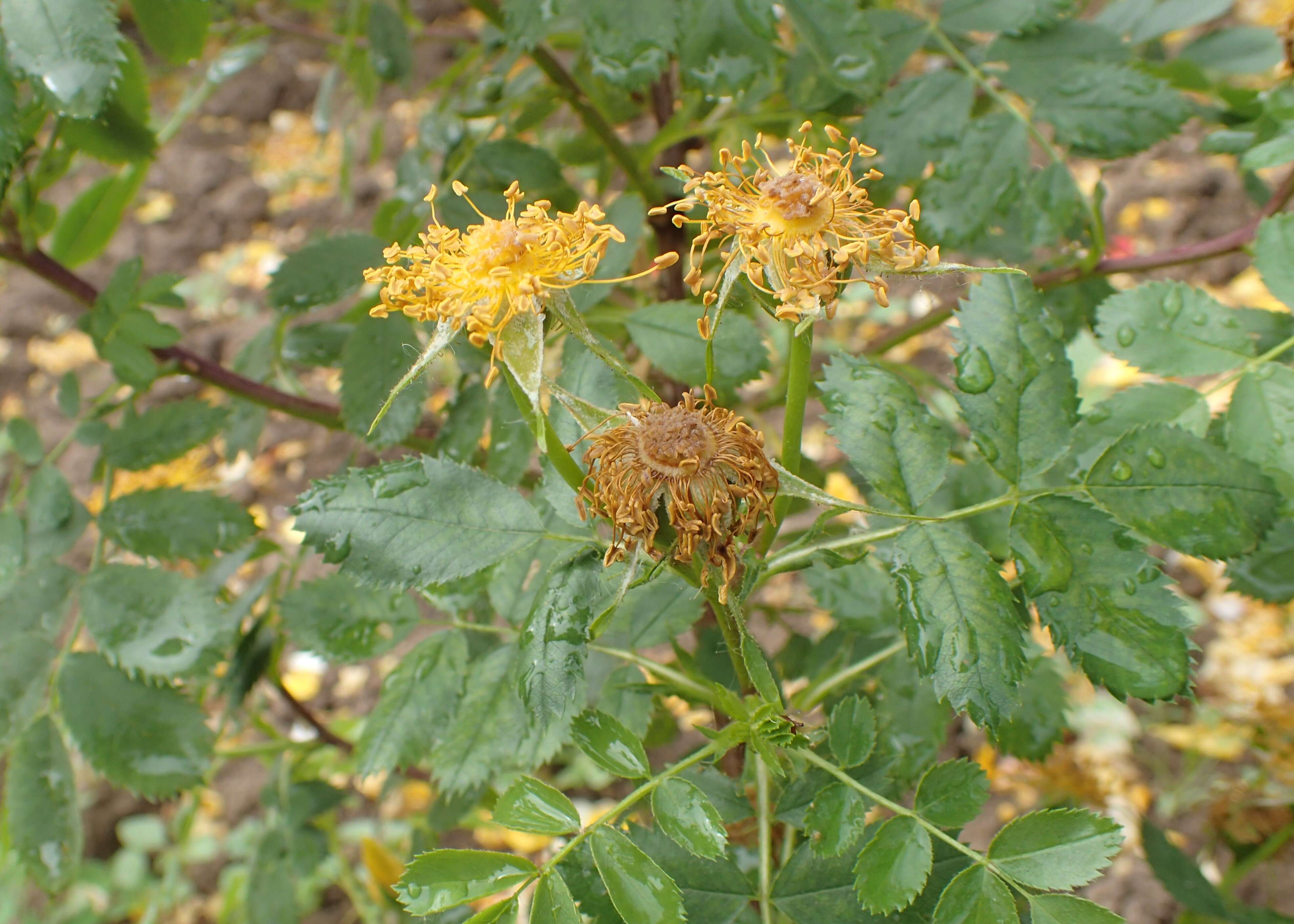 Image de Rosa foetida J. Herrm.