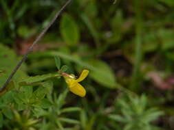 Image of Common Bird's-foot-trefoil