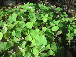 Imagem de Oxalis acetosella L.