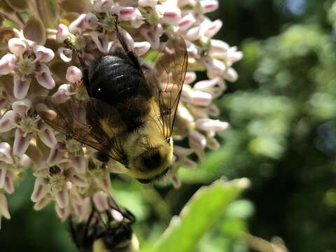 Imagem de Xylocopa virginica (Linnaeus 1771)