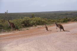 Macropus fuliginosus (Desmarest 1817) resmi