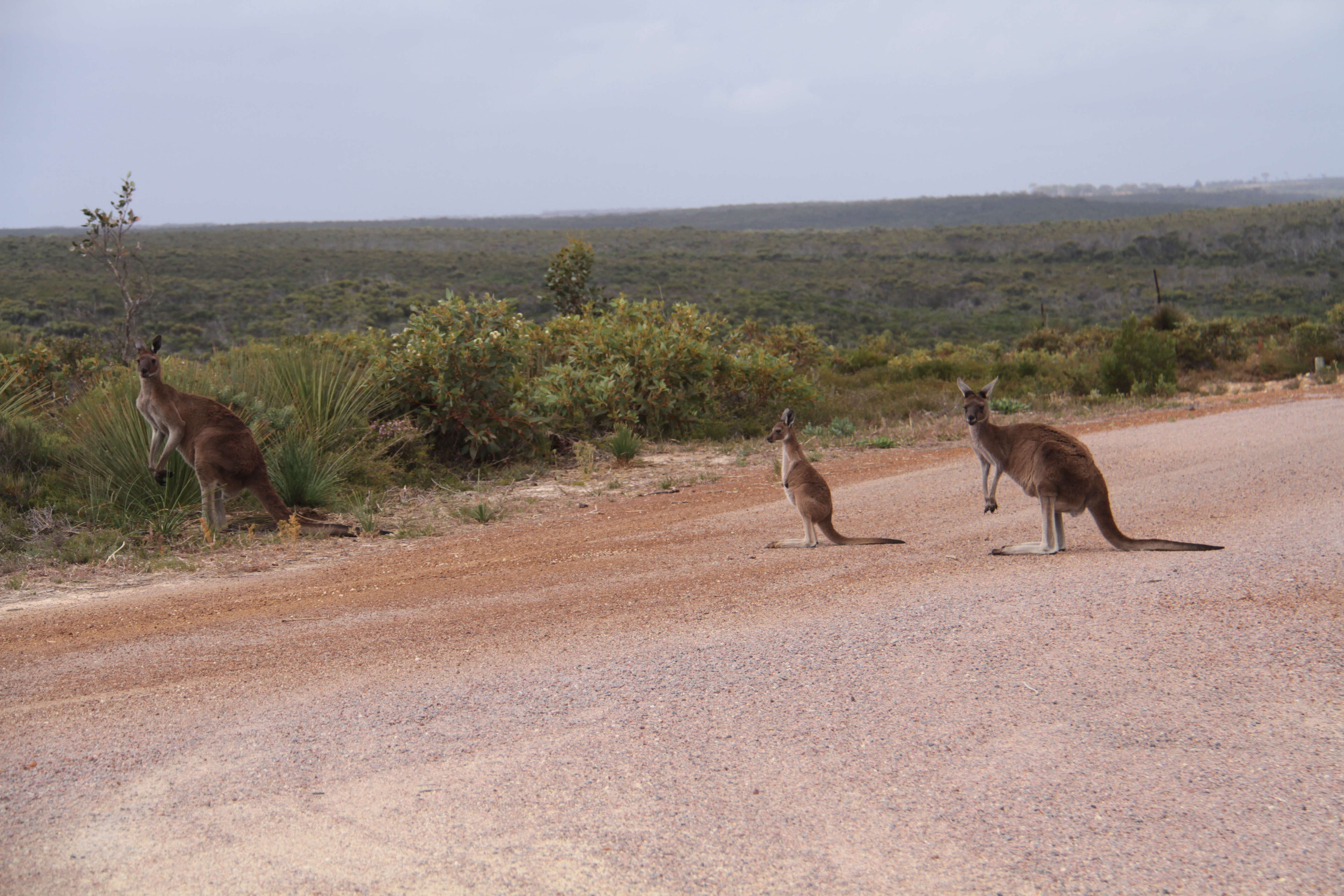 Macropus fuliginosus (Desmarest 1817) resmi