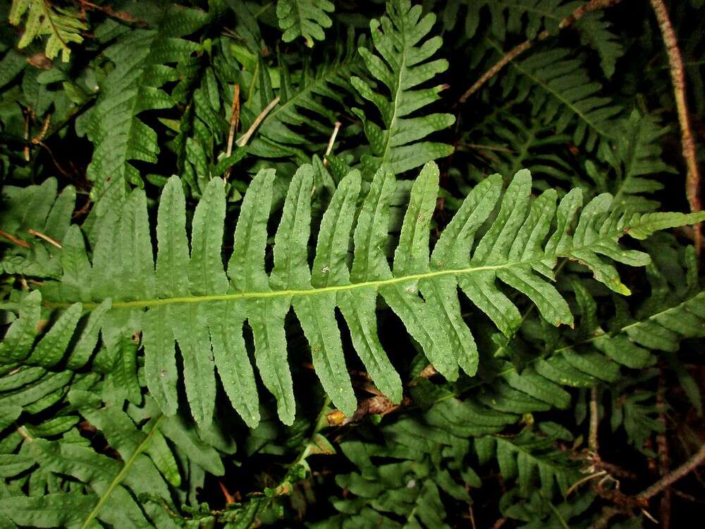 Image of polypody