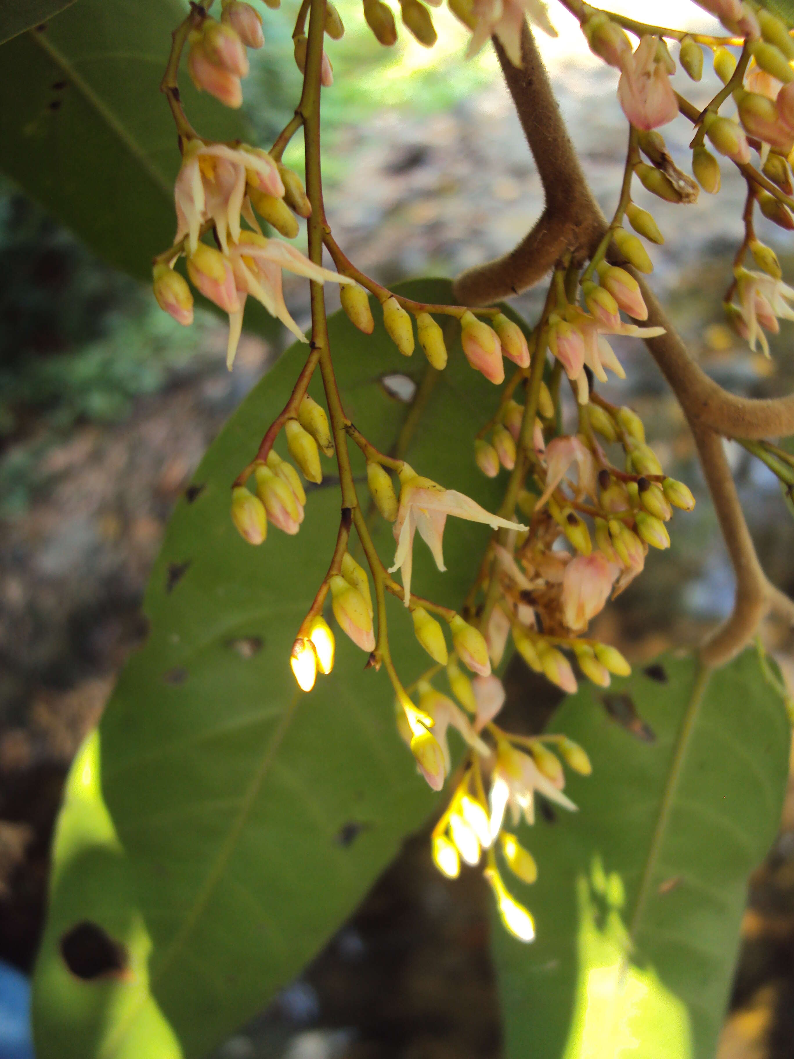 Image of Hopea ponga (Dennst.) D. J. Mabberley