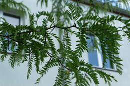 Image of Honey Locust