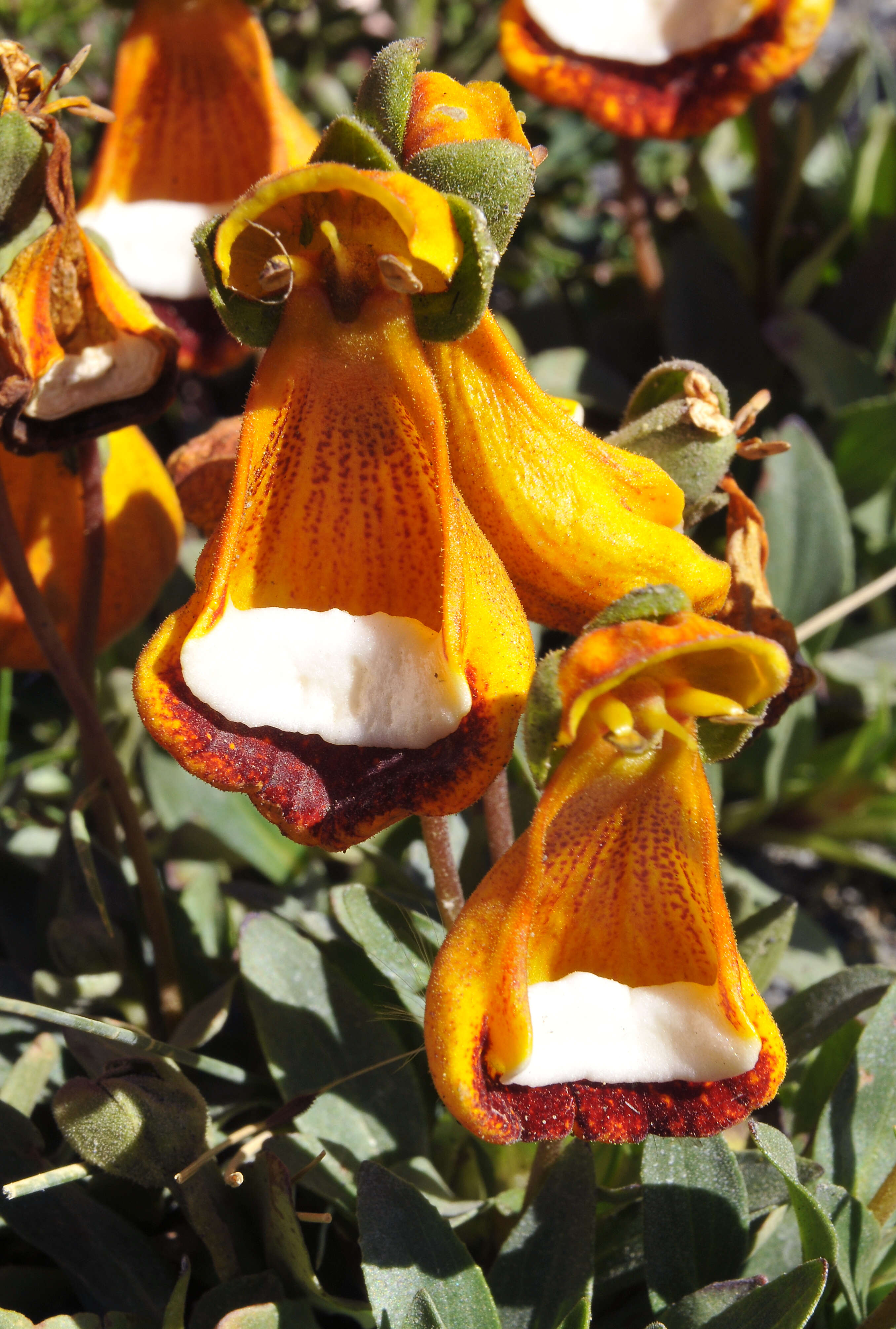 Image of Calceolaria uniflora Lam.