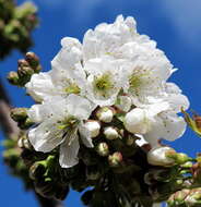 Image of Japanese flowering cherry