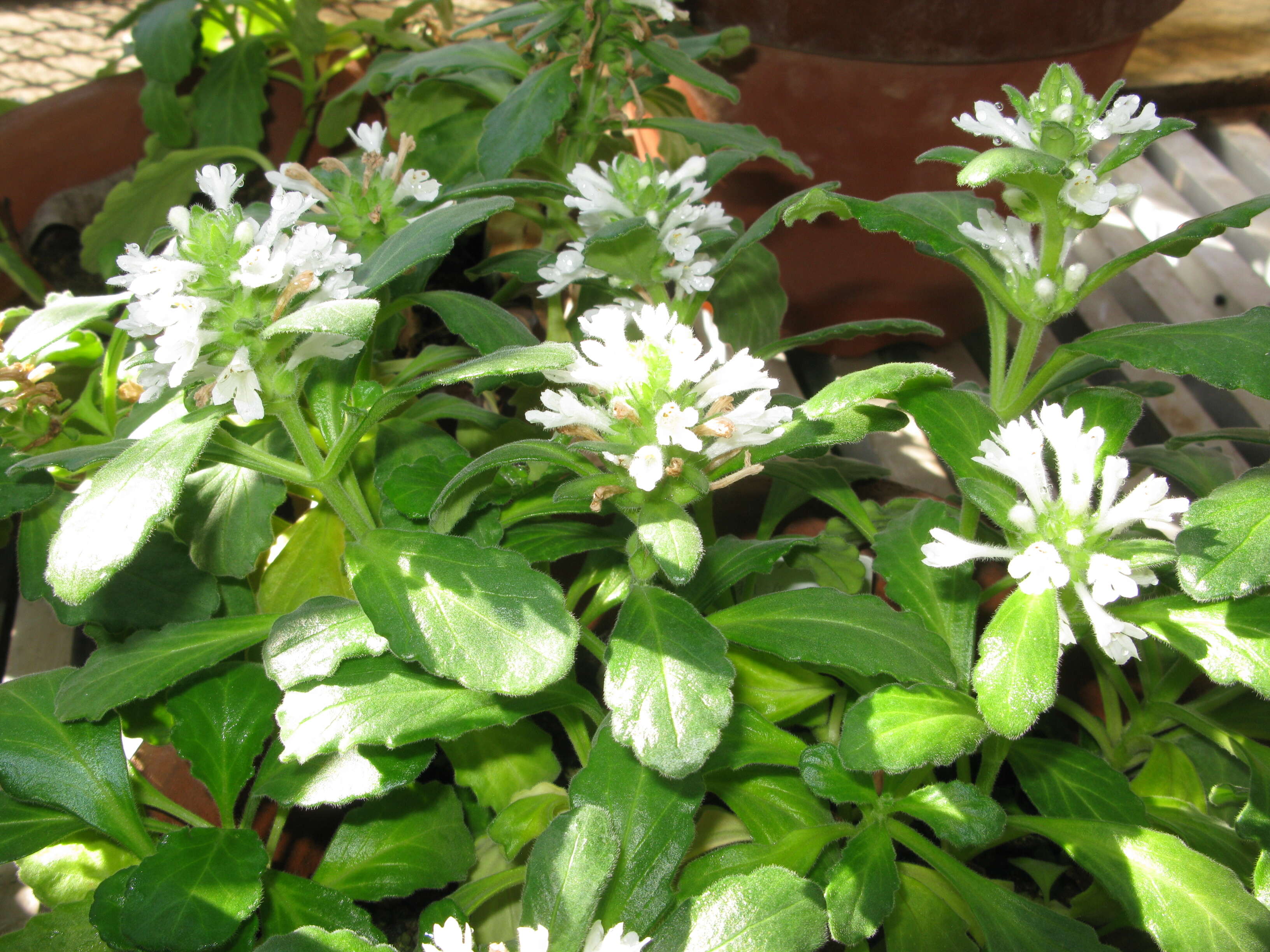 Image of Ajuga boninsimae Maxim.