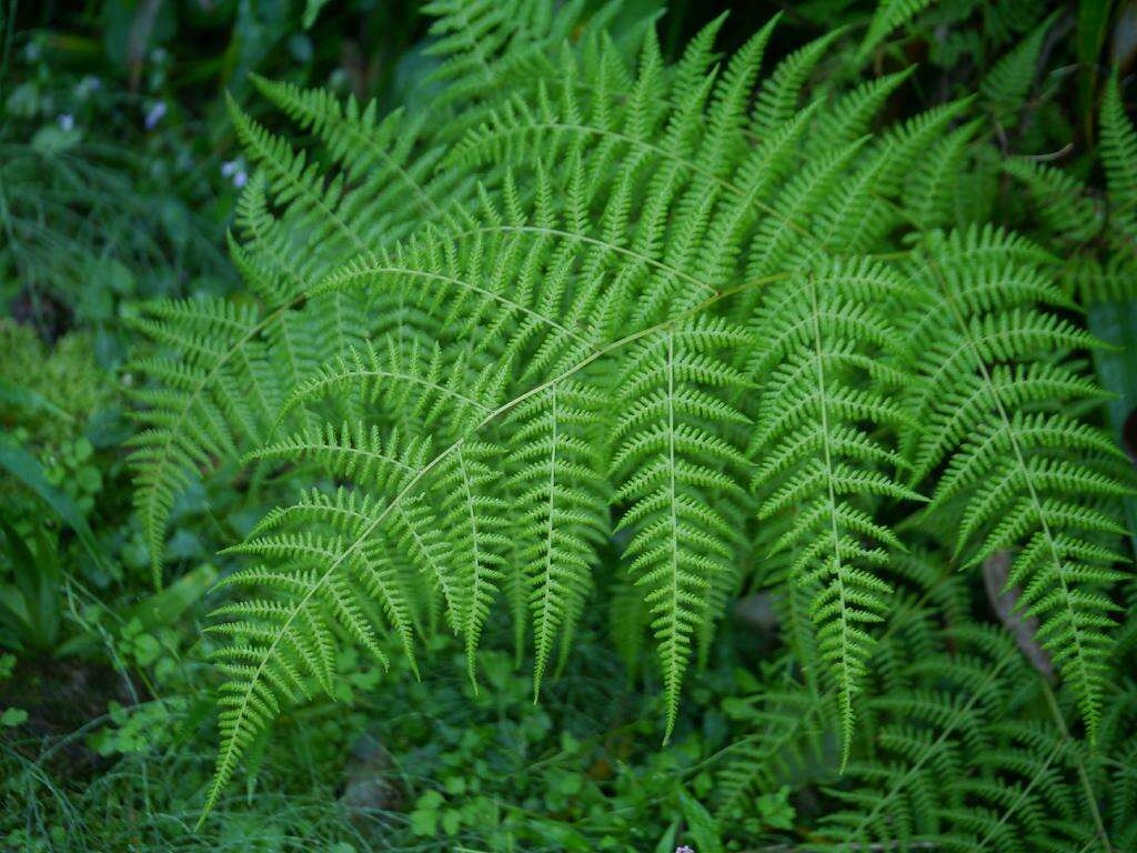 Image of swordfern