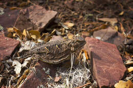 Image of Regal Horned Lizard