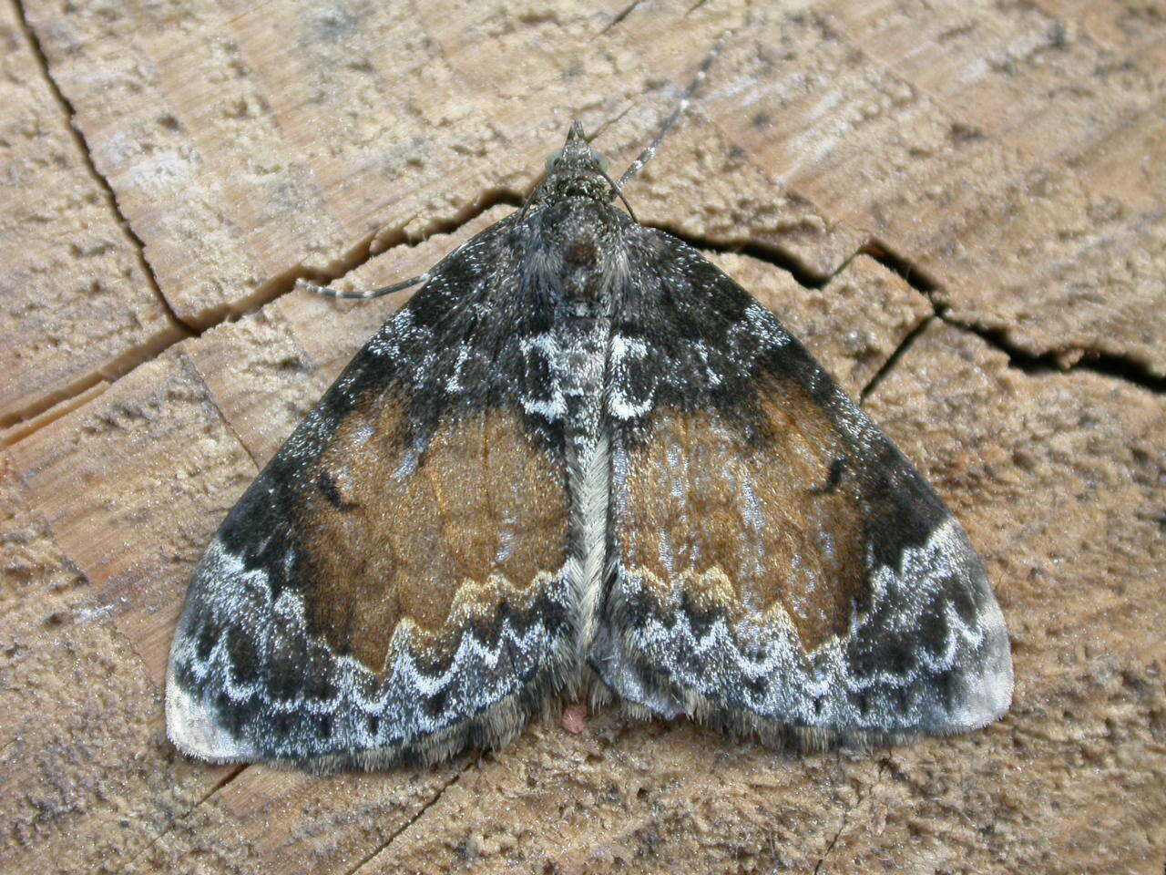 Image of common marbled carpet