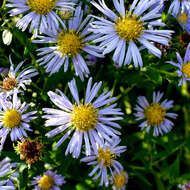 Image of purplestem aster