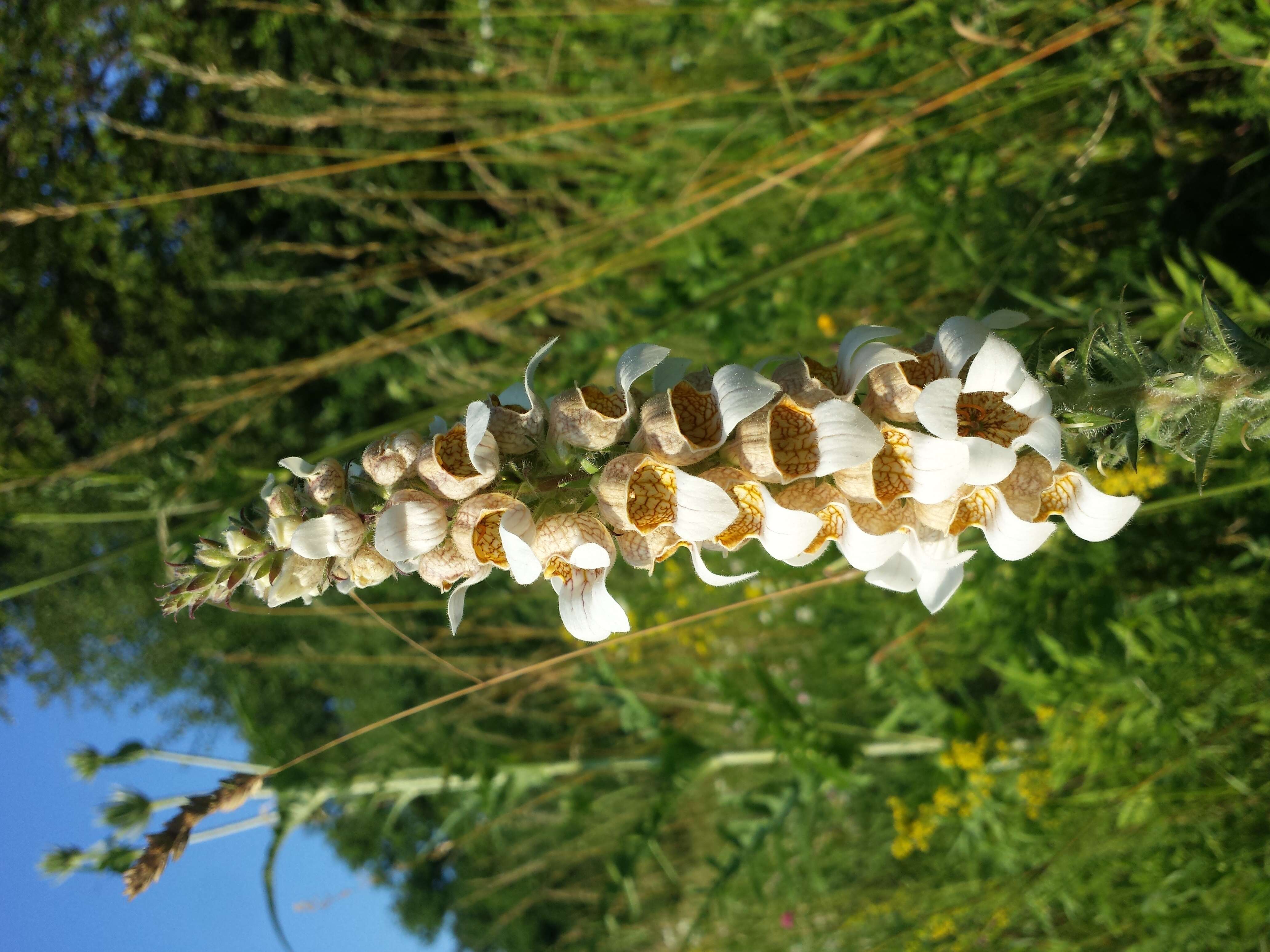 Image of Grecian foxglove