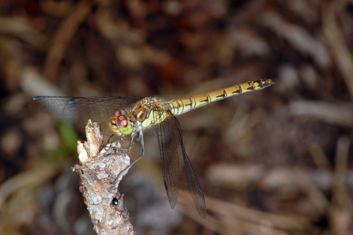 Image of Common Darter