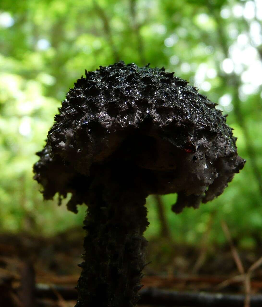 Слика од Strobilomyces strobilaceus (Scop.) Berk. 1851