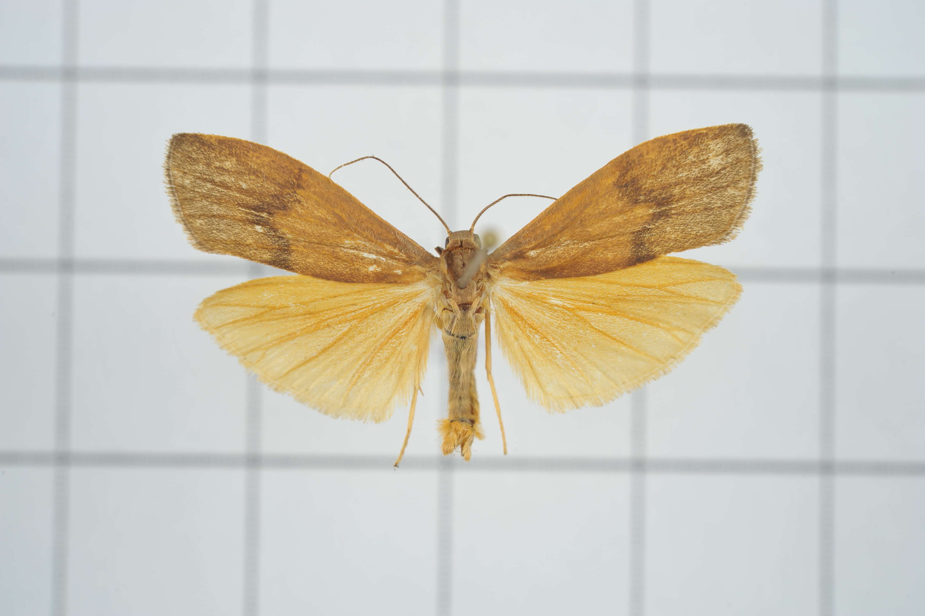 Image of Eilema ratonis Matsumura 1927