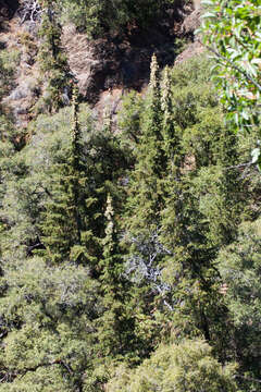 Image of Bristlecone Fir