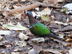 Image of Common Emerald Dove