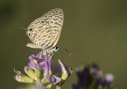 Image of Lang's Short-tailed Blue