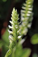 Image of hooded lady's tresses