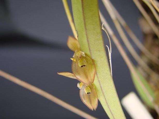 Image of Acianthera octophrys (Rchb. fil.) Pridgeon & M. W. Chase