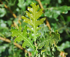 Image of Gambel Oak