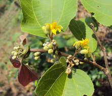 Image of Grewia tiliifolia Vahl