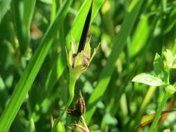 Imagem de Geranium palustre L.