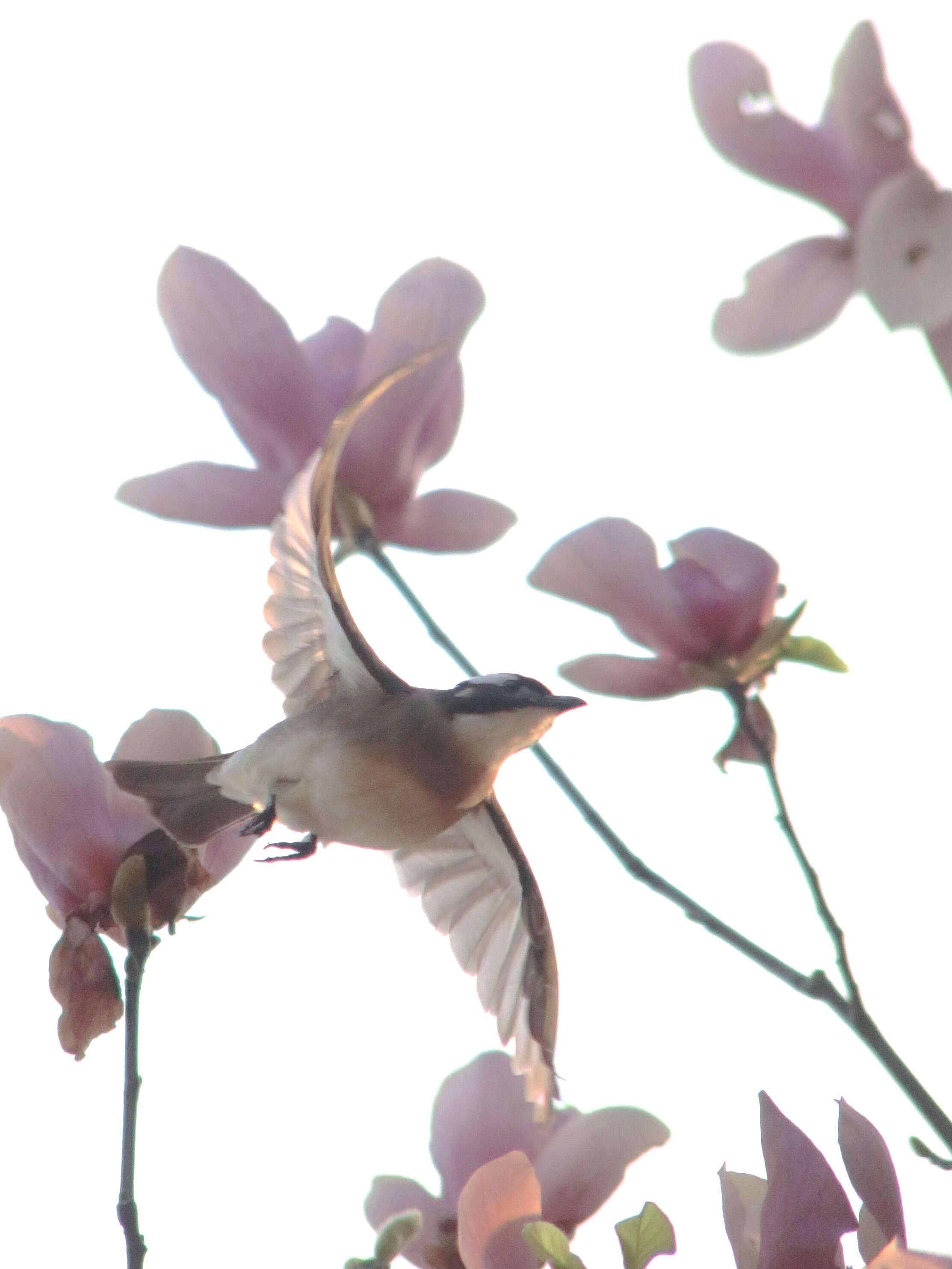 Image of Light-vented Bulbul