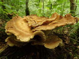 Image of Bracket Fungus