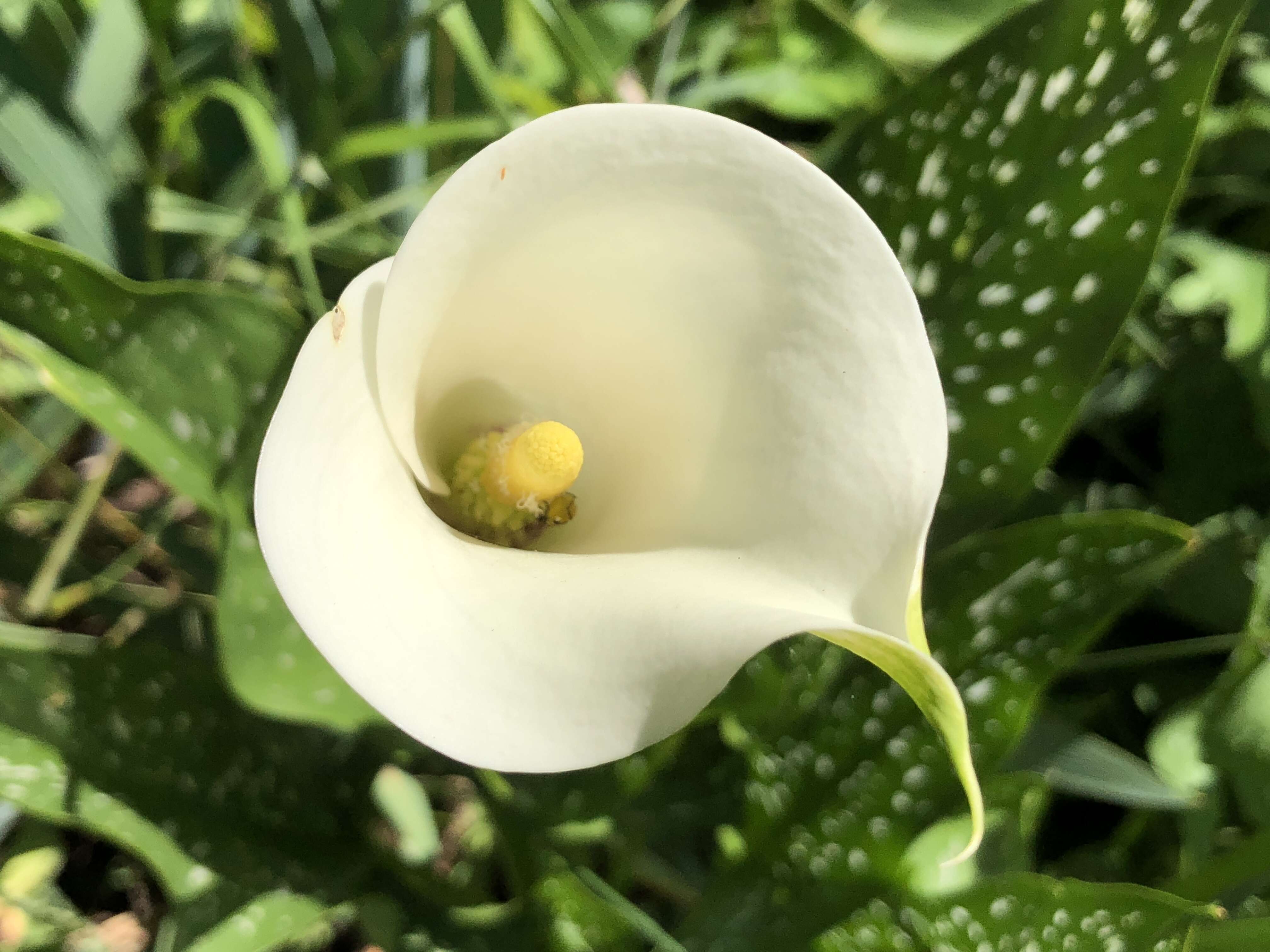 Image of spotted calla lily