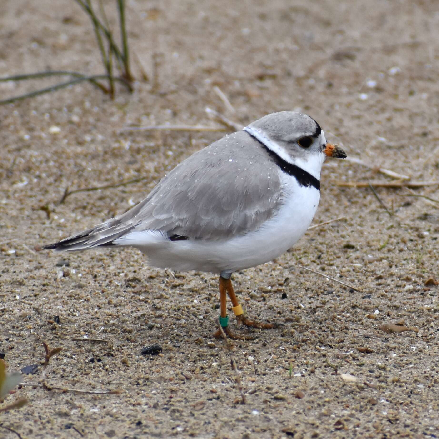 Image of Piping Plover