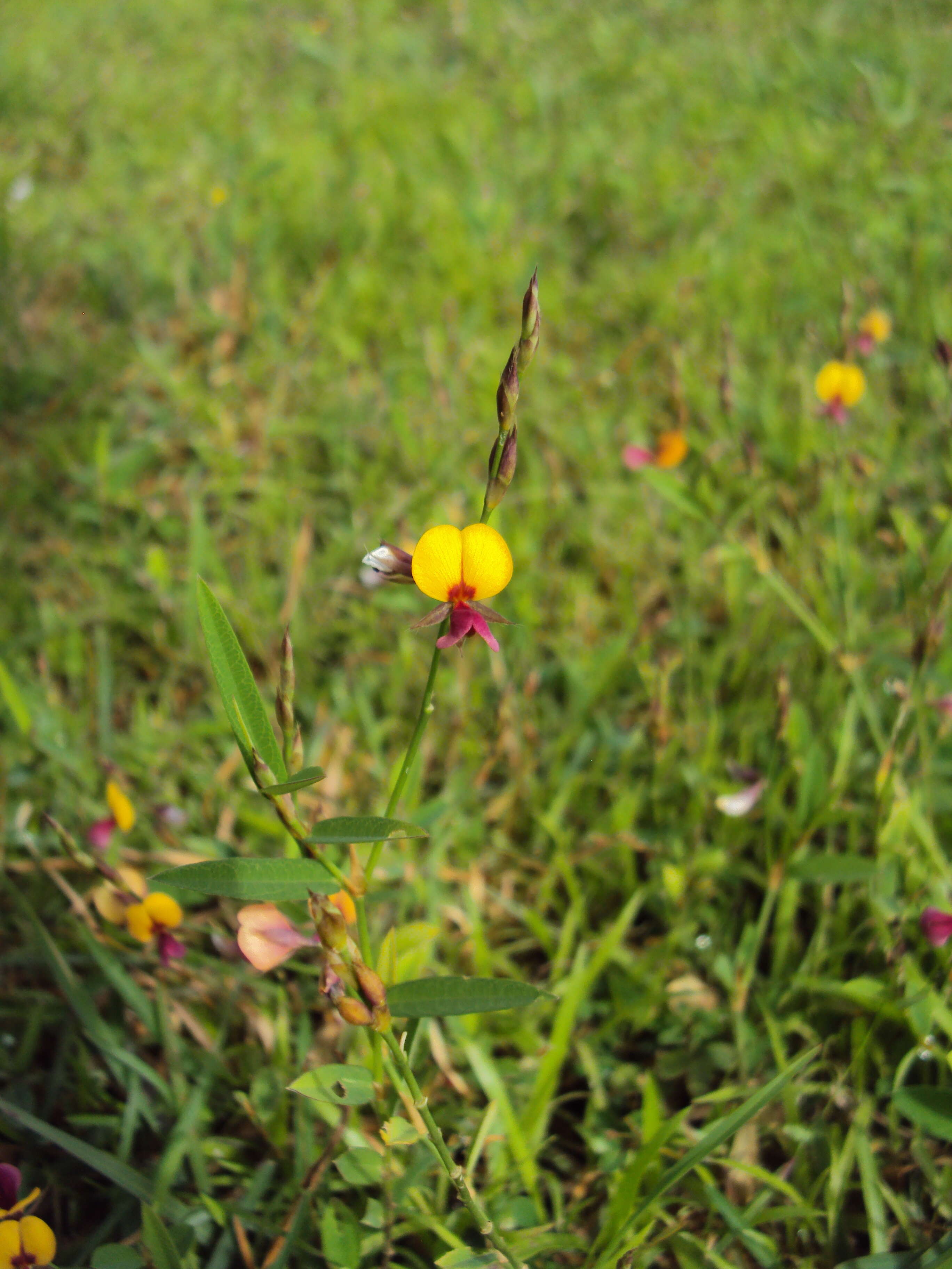 Plancia ëd Alysicarpus bupleurifolius (L.) DC.