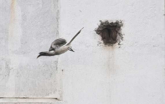 Image of Indian Grey Hornbill