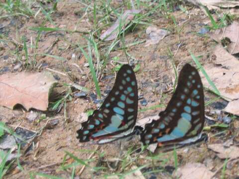 Image of Graphium evemon (Boisduval 1836)