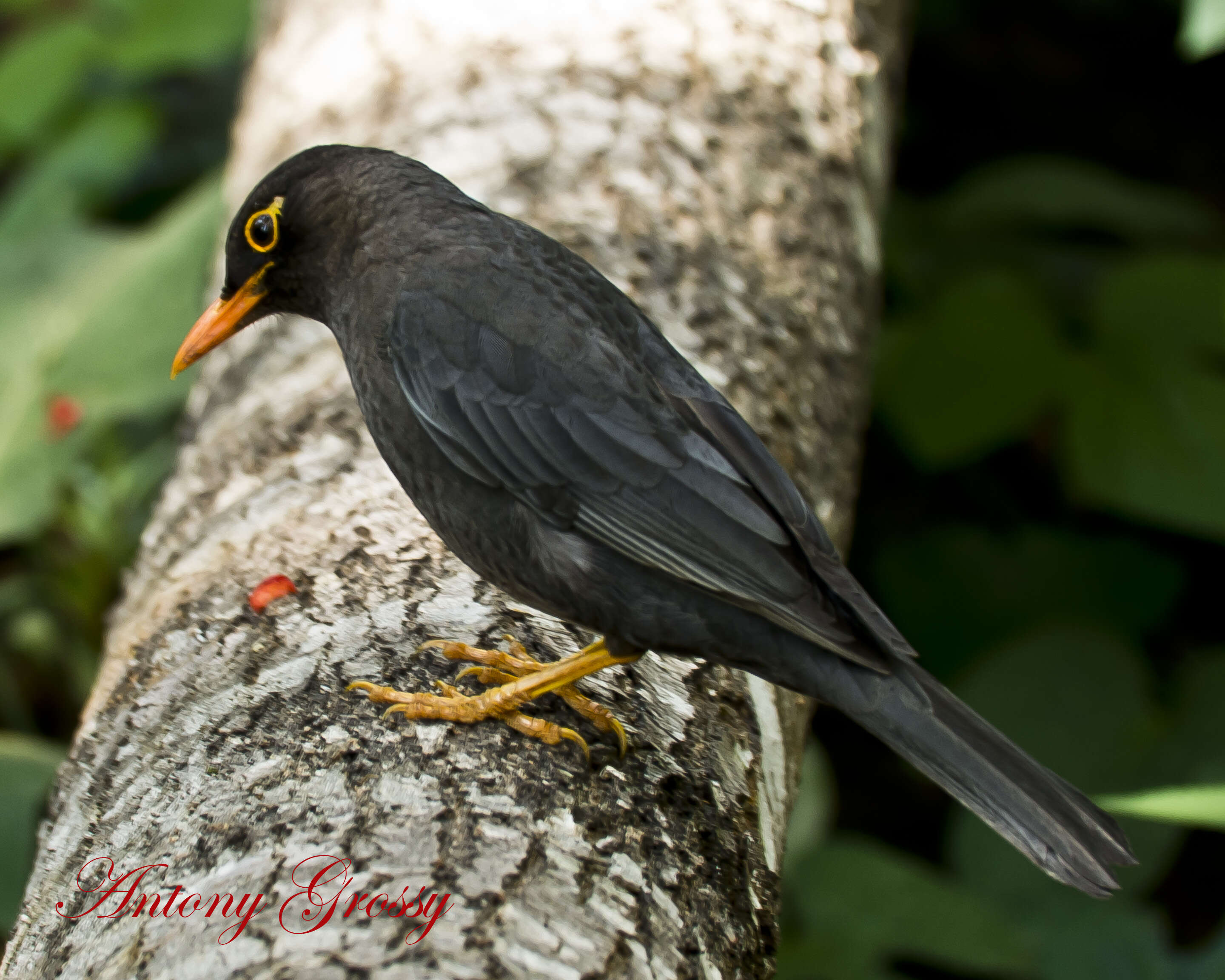 Image of Indian Blackbird