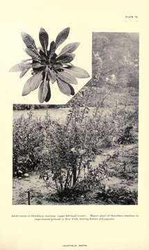 Image of Hooker's evening primrose