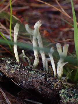 Image of Cladonia macilenta