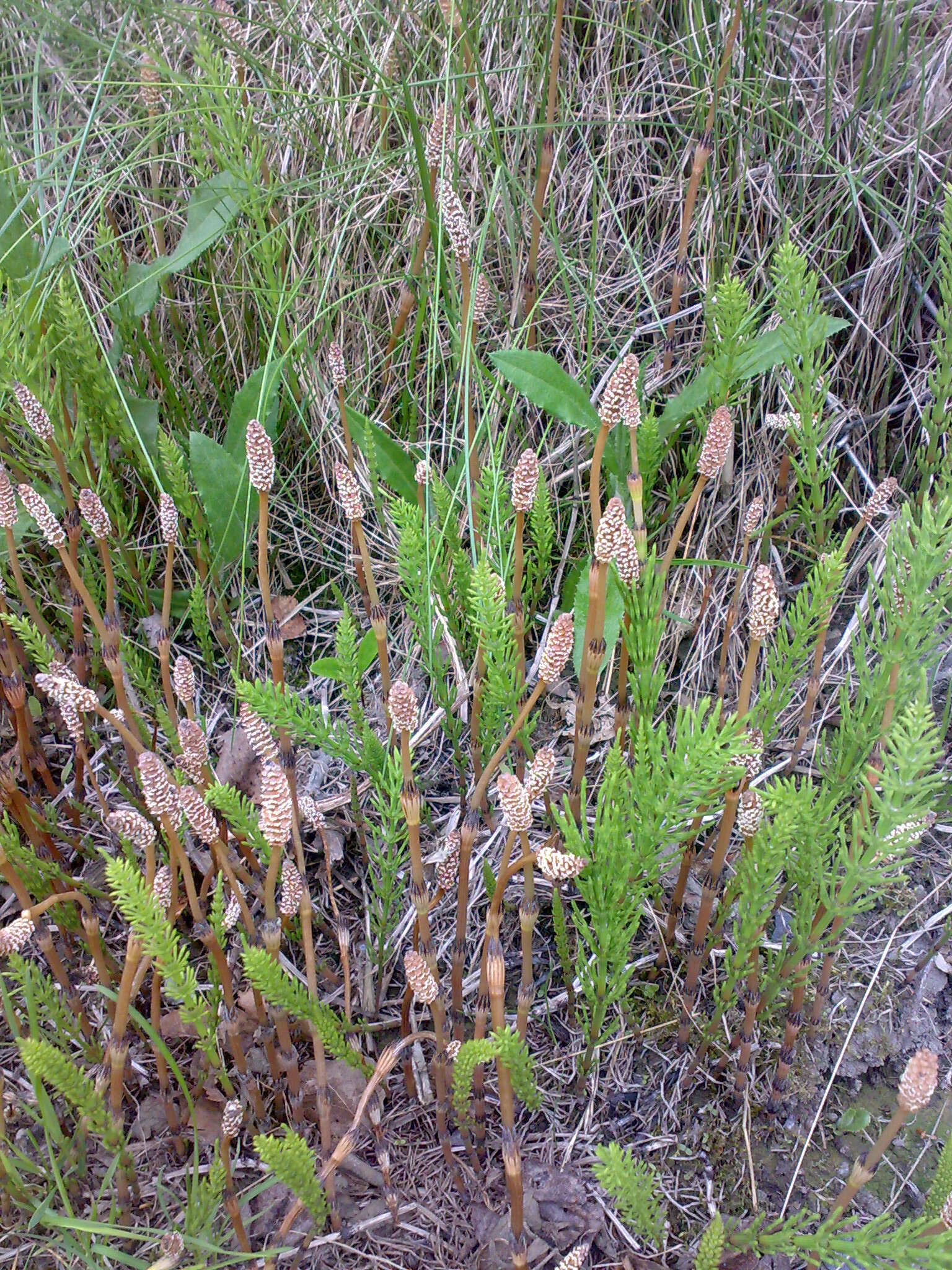 Image of field horsetail