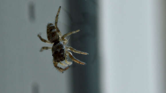 Image of Zebra spider