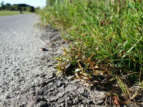 Image of Yellow Flat Sedge