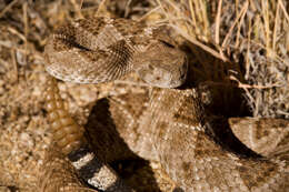 Image of Western Diamond-backed Rattlesnake