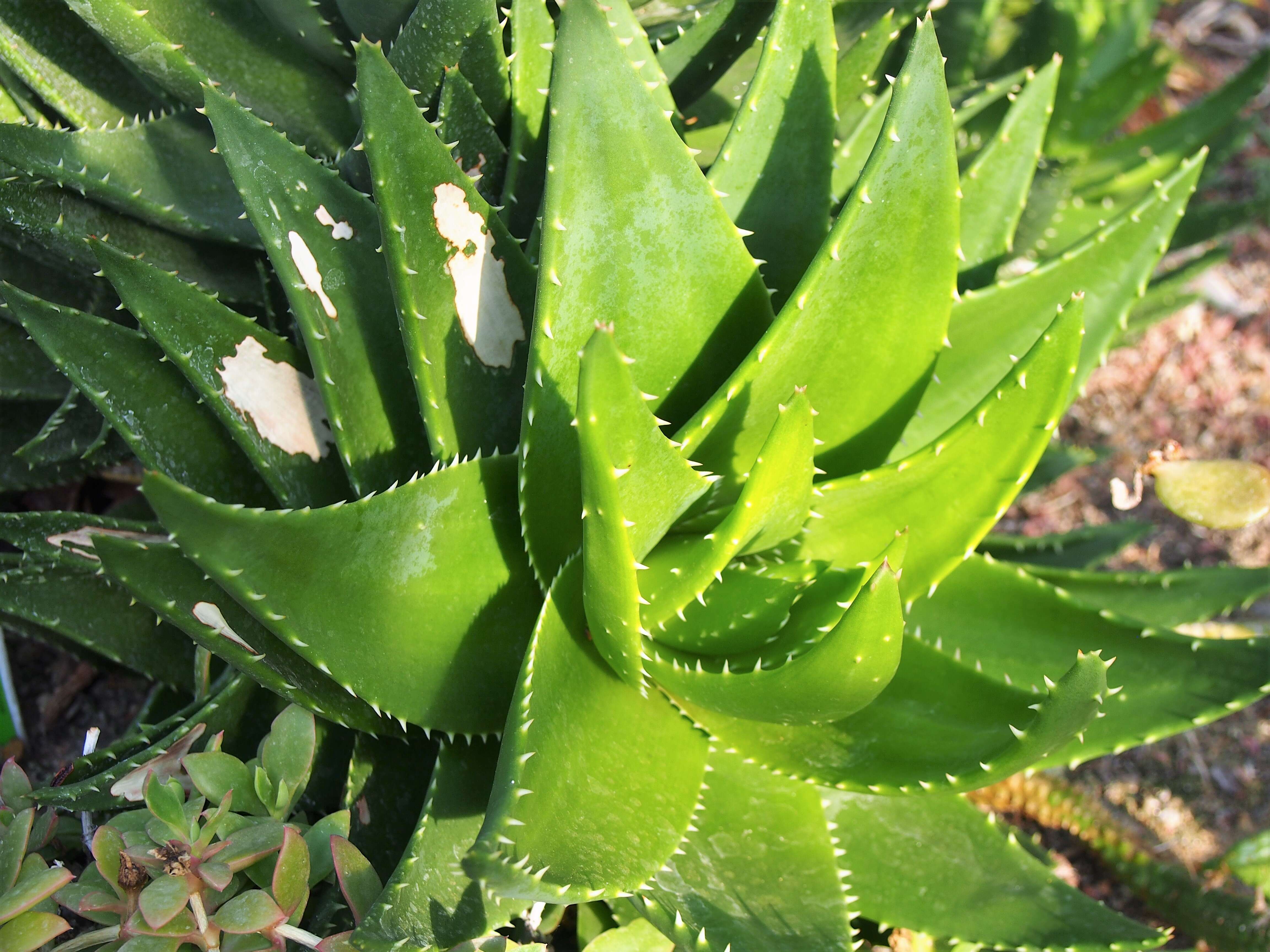 Слика од Aloe perfoliata L.