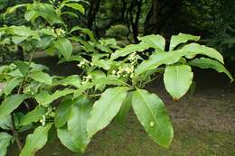 Слика од Euonymus carnosus Hemsl.